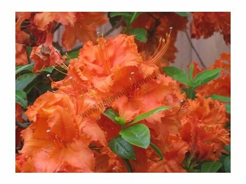 Azalka velkokvětá Arnesons gem oranžová, v květináči 20/30 cm Azalea Arnesons gem